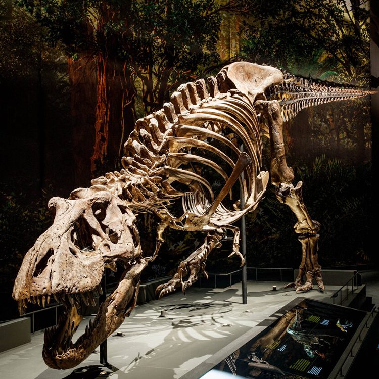 Simulation Yangchuanosaurus Skeleton – scgenial.com